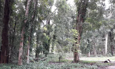 Cuộc đấu giá có nhiều cây gỗ quý hiếm diễn ra chóng vánh… đến kỳ lạ